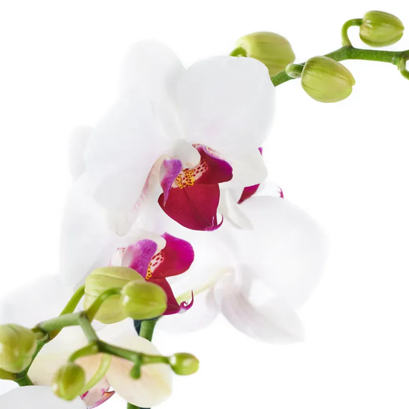 Орхидея в горшке двух стеблевая